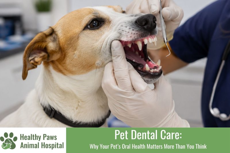 Pet Dental Care: Why Your Pet’s Oral Health Matters More Than You Think