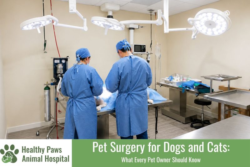 Pet Surgery for Dogs and Cats What Every Pet Owner Should Know